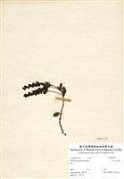 藏品(玉山水苦藚)的圖片